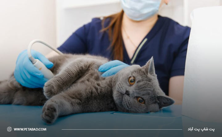 درمان (FLUTD) در گربه