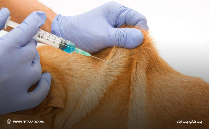 عفونت محل تزریق واکسن سگ