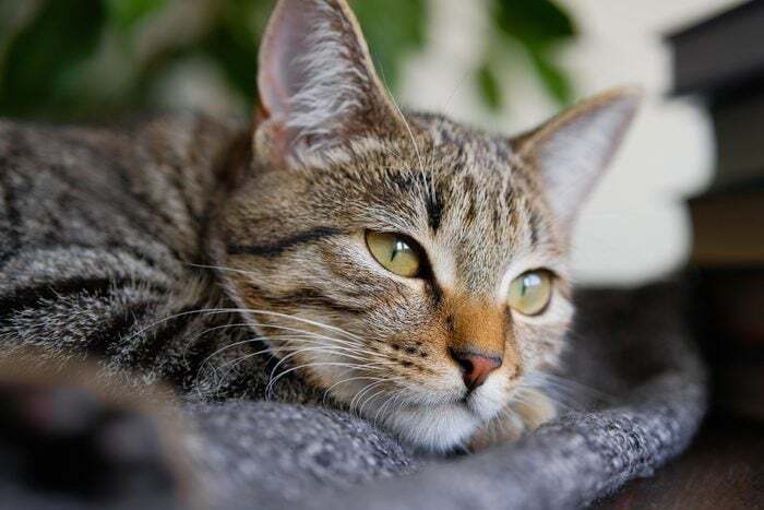 علائم افسردگی گربه و راهکار های خانگی درمان آن چیست؟