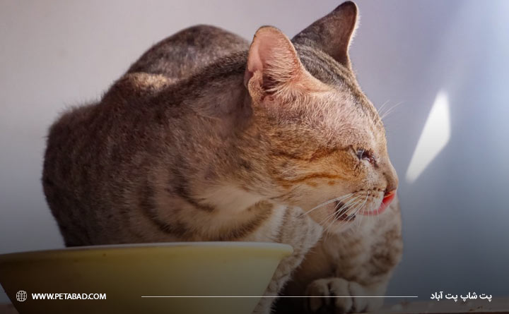 حساسیت غذایی گربه از انواع آلرژی گربه 