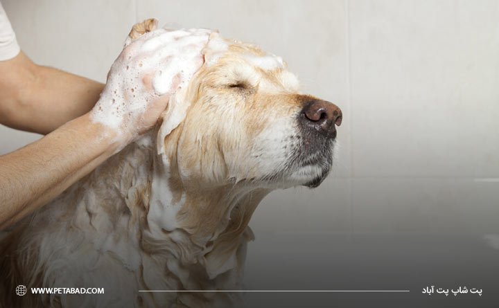 شستن سگ با اب خالی