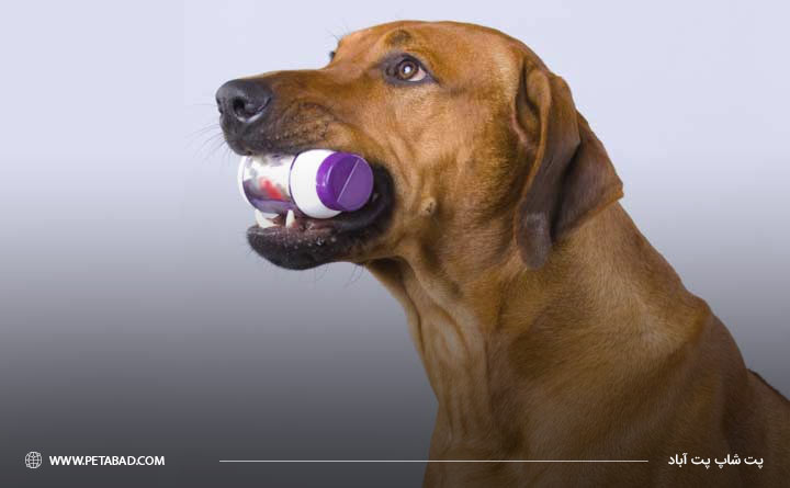 ویتامینها و مواد معدنی برای تقویت سیستم ایمنی سگ