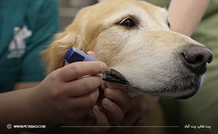 بررسی میزان قند خون سگ برای بیماری دیابت
