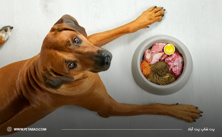 رژِیم غذایی سگ بیمار دیسپلازی