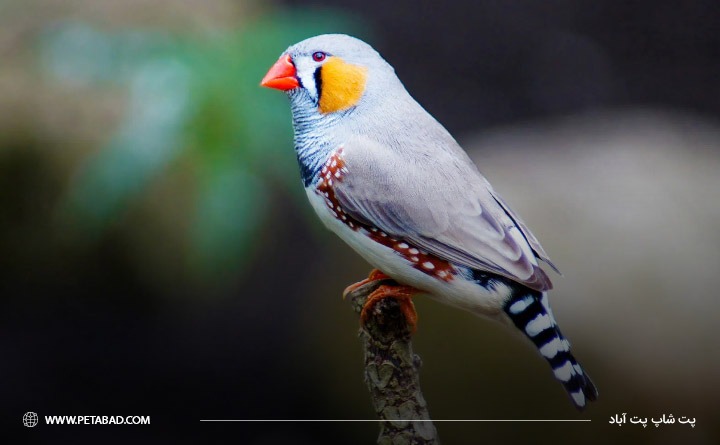 بهترین پرنده خانگی برای کودکان: فنچ