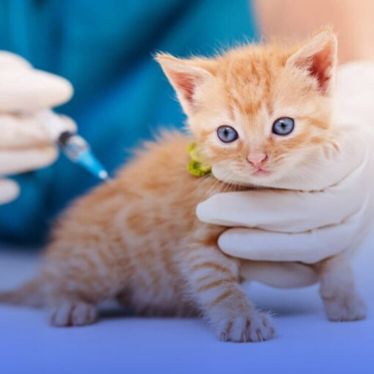 مراقبت‌های بعد از واکسیناسیون گربه