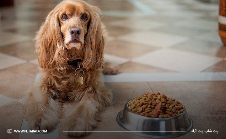 مصرف غذاهای باکیفیت برای پیشگیری از بیماری دیابت در سگ