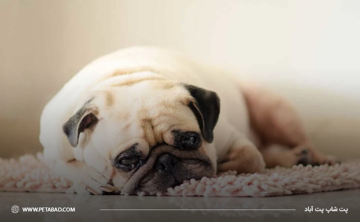 احساس خستگی و بی‌حالی سگ از عوارض واکسیناسیون