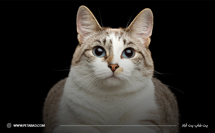 بیماری دیابت در گربه