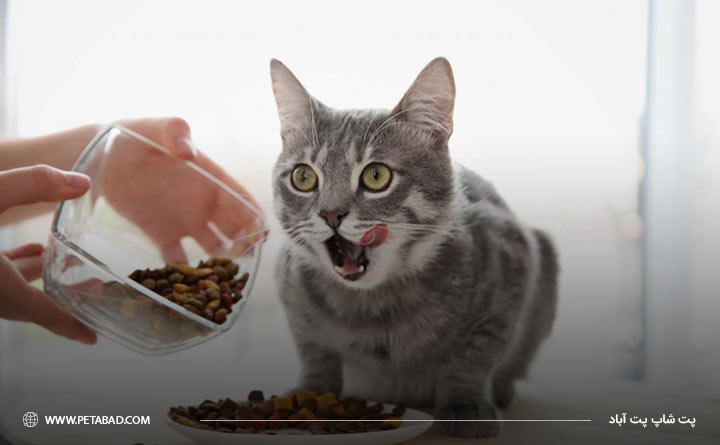 گربه چه غذاهایی را دوست دارد 