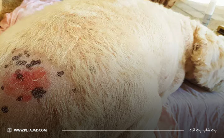 آیا لکههای سیاه روی پوست سگ به طور کامل از بین میروند؟