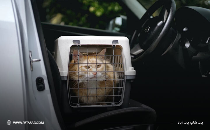 قرار دادن گربه داخل ماشین
