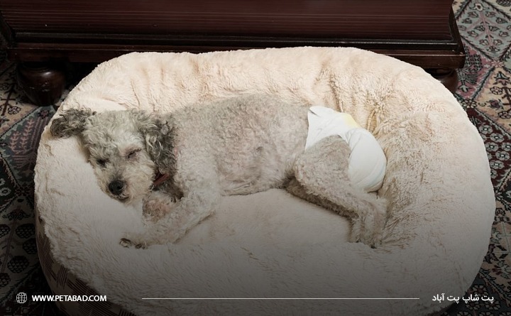 دلیل استفاده از پوشک سگ