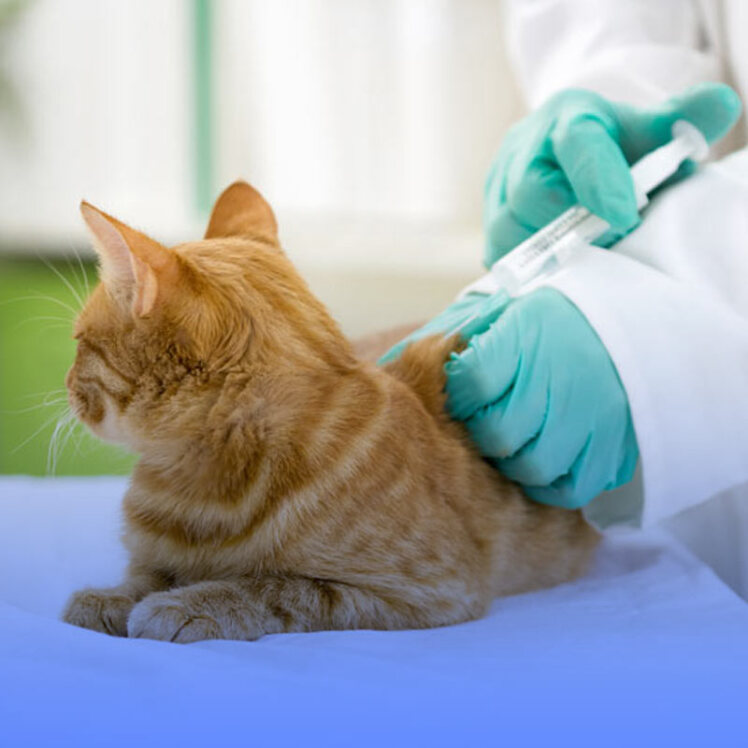 همه چیز درباره واکسیناسیون گربه ها