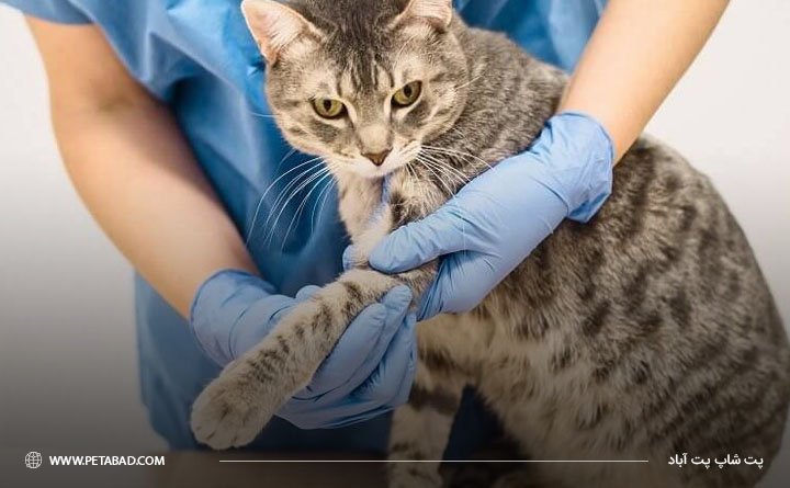 راهنمای حفظ سلامت پوست و موی گربه: بررسی کردن کک و کنه