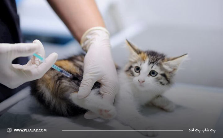 آشنایی با مراقبت های بعد از واکسیناسیون گربه