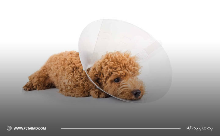 علت بیماری دیسپلازی مفصلی لگن سگ