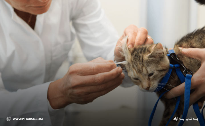 درمان بیماری جرب گوش گربه 