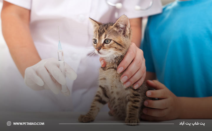ضرورت واکسیناسیون گربه