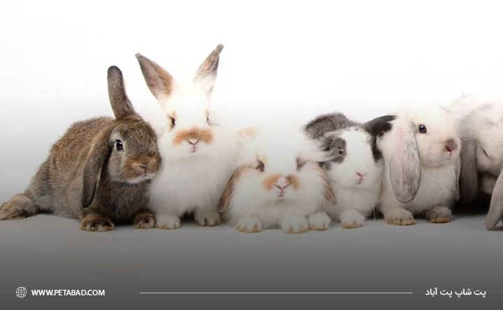 طول عمر خرگوش های اهلی