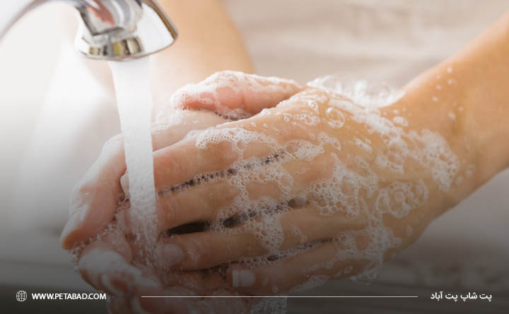 دستورالعمل‌ دادن غذای خام به گربه‌ها