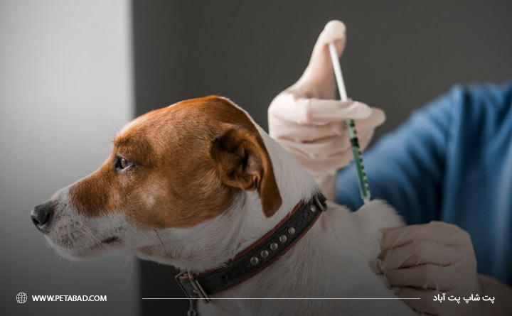 اهمیت واکسیناسیون برای سگ