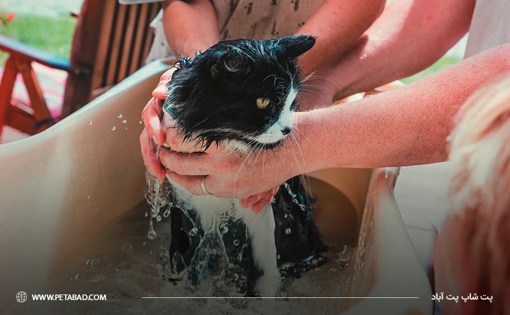 حمام بردن گربه