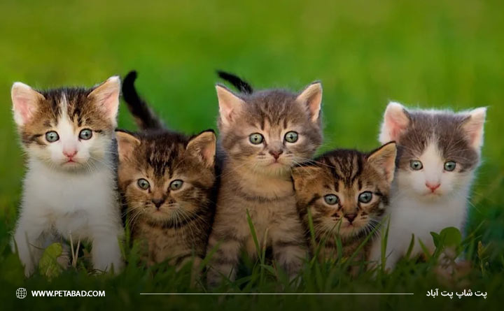 معرفی انواع نژاد گربه