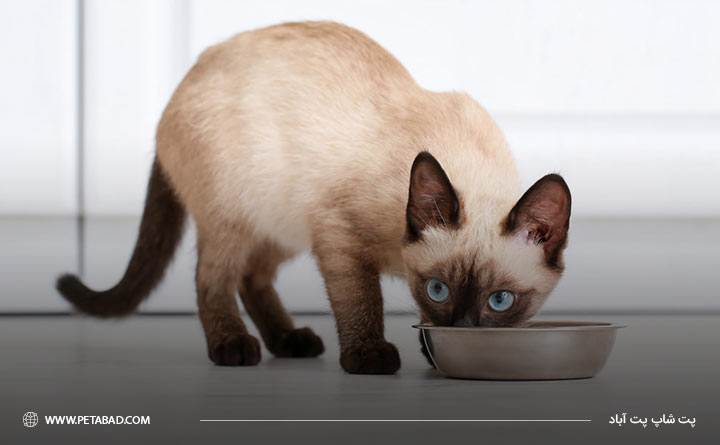 غذای خشک یا مرطوب برای گربه مناسب تر است