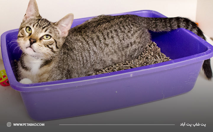 علامت گذاری گربه توسط ادرار