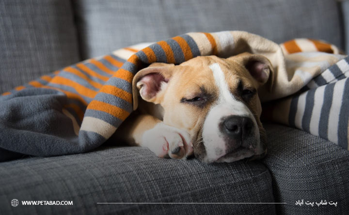 استراحت کامل سگ برای درمان بیماری کنل کاف
