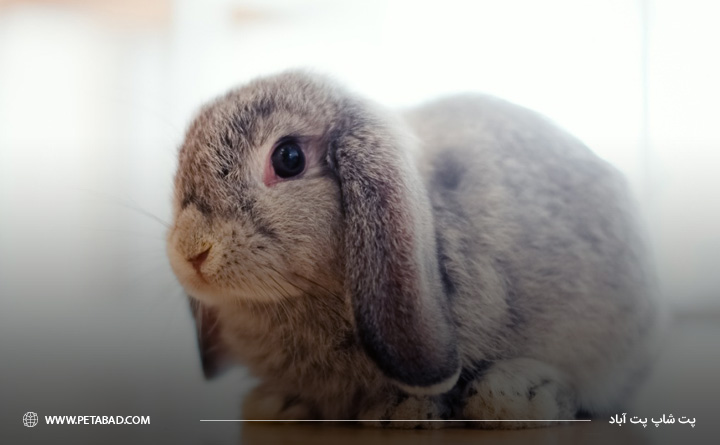 خرگوش مینی ساتین