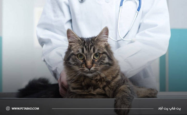 معاینه دامپزشک برای تشخیص بیماری پمفیگوس گربه