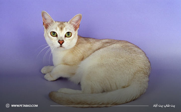آشنایی با گربه نژاد برمیلا