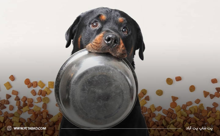 تغذیه سگ روتوایلر چگونه است؟