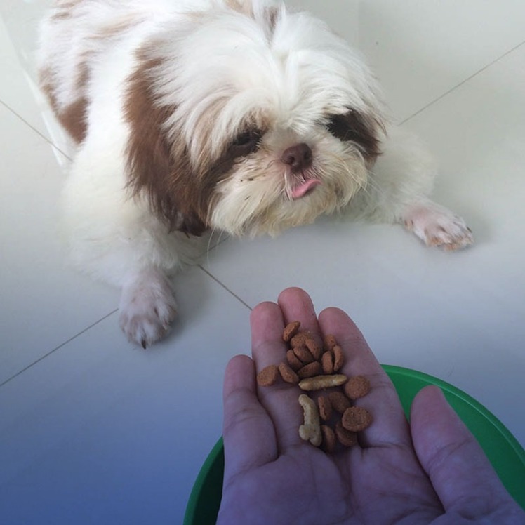 غذای سگ شیتزو