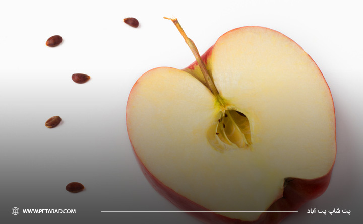 دانه یا هسته میوهها