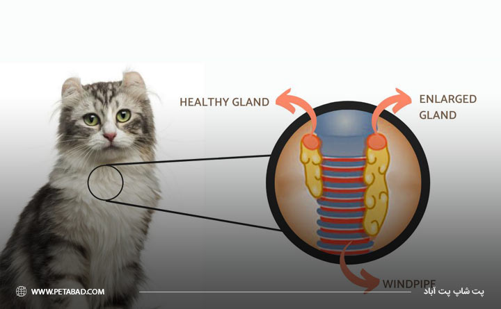 آشنایی با بیماری تیروئید در گربه