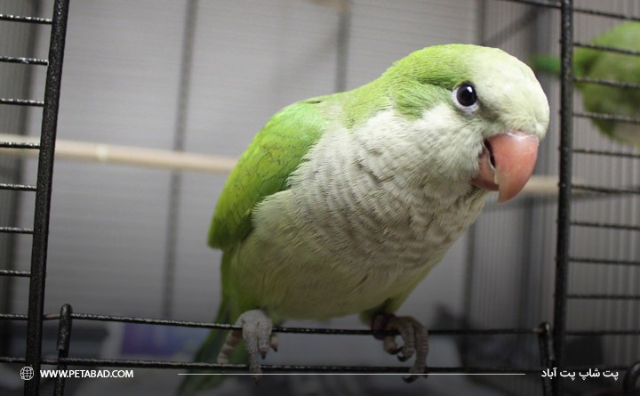بهترین پرنده خانگی برای کودکان: طوطی پاراکیت کواکر