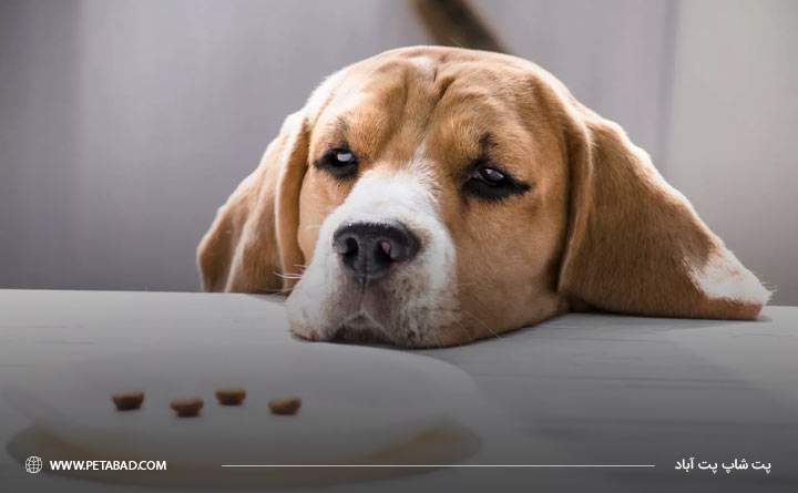 علت بی اشتهایی در سگ