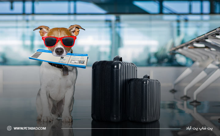 سفر هوایی با حیوان خانگی