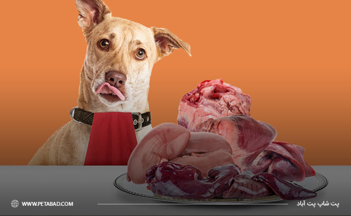 مصرف گوشت به عنوان منبع پروتئین برای سگ