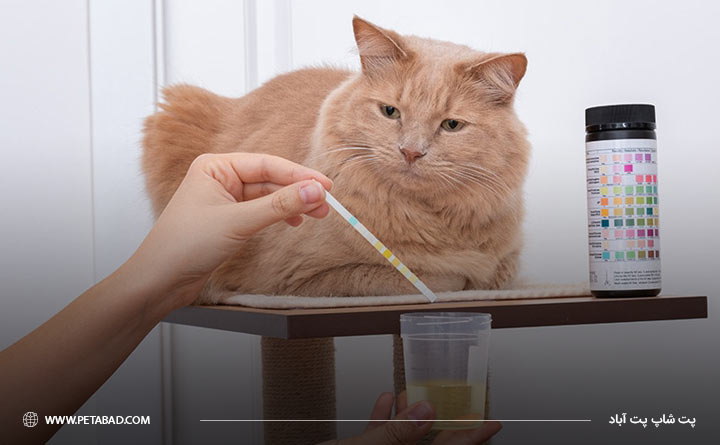  آزمایش ادرار گربه برای تشخیص عفونت