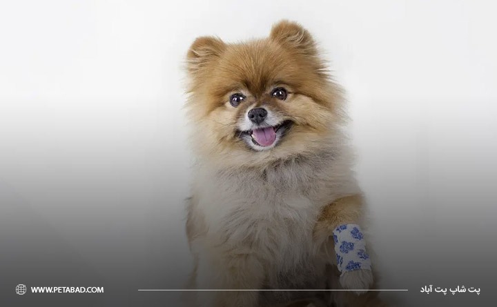 شایع ترین آسیب ها در توله سگ‌ها