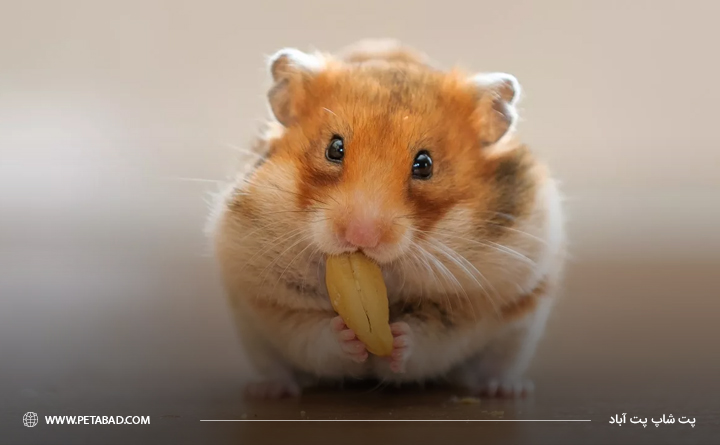 عکس از همستر 