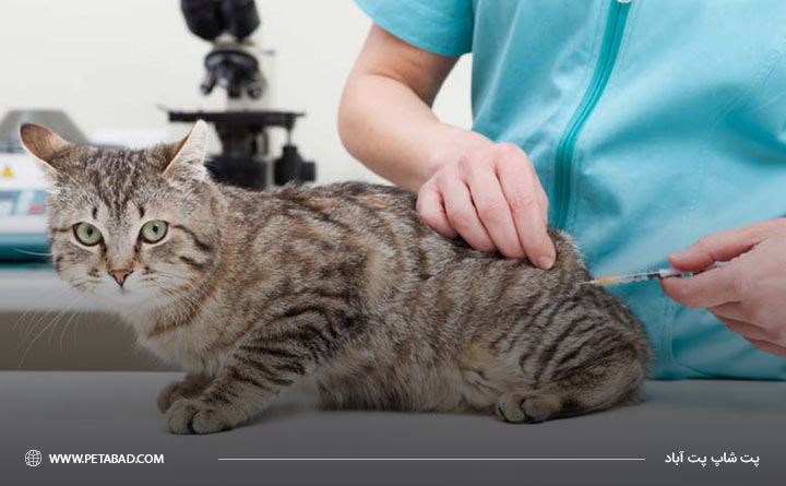 تزریق انسولین به تشخیص دامپزشک برای درمان دیابت گربه