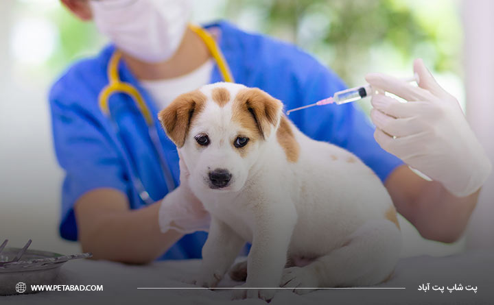 واکسیناسیون سگها