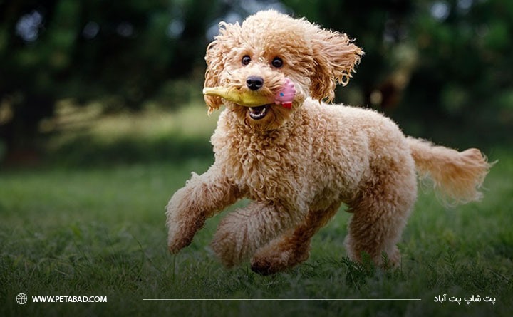ویژگی های رفتاری پودل