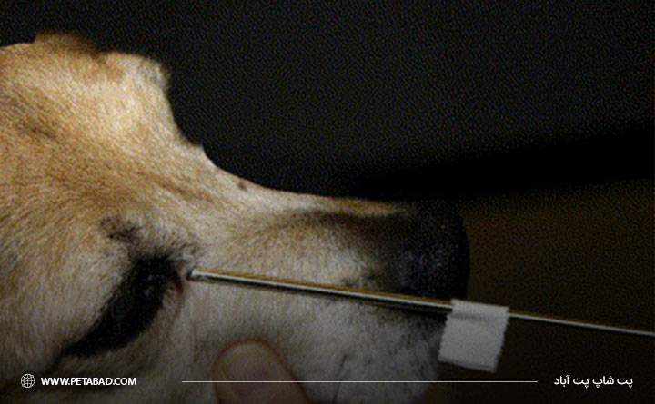 آسپرژیلوز بینی در سگ