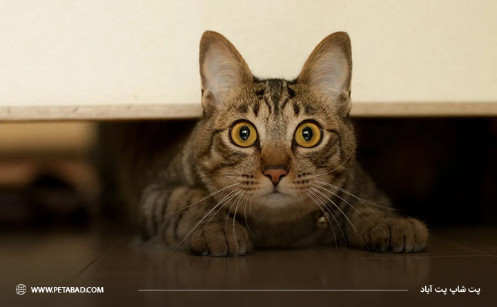 ادرار کردن خارج از ظرف دستشویی برای گربه ای که استرس دارد